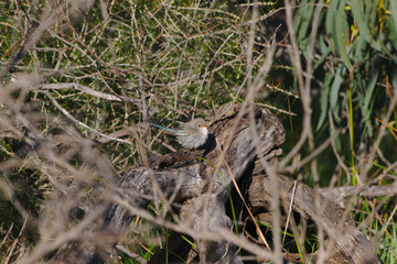 A female Splendid Fairy Wren on the banks of the Moore River, Western Australia