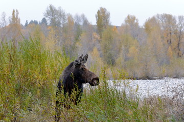 outside the city of Jackson in Wyoming USA,I ve had several meetings with the American Elk, Moose.Each of the bulls was very large,even for American mesurements