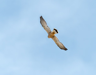 Lesser Kestrel in Flight