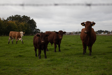 Fototapeta premium cows in a field