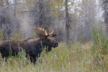 outside the city of Jackson in Wyoming USA,I ve had several meetings with the American Elk,...