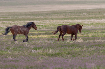 Fototapeta premium Wild Horses in Spring in the Utah Desert
