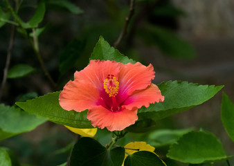 Hibiscus Flower in Andalucia