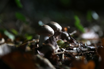 Pilze im Wald zur Herbst Zeit