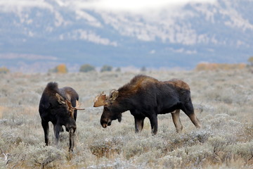 outside the city of Jackson in Wyoming USA,I ve had several meetings with the American Elk, Moose.Each of the bulls was very large,even for American mesurements