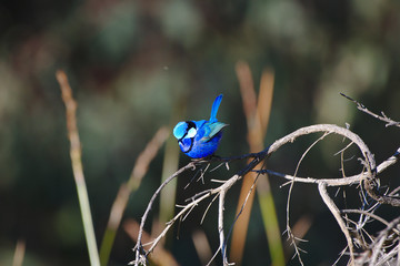 A male Splendid Fairy Wren in breeding plumage on the banks of the Moore River, Western Australia