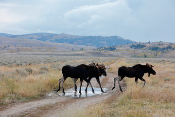 outside the city of Jackson in Wyoming USA,I ve had several meetings with the American Elk, Moose.Each of the bulls was very large,even for American mesurements