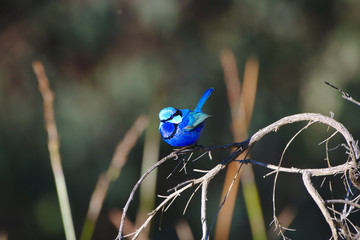 A male Splendid Fairy Wren in breeding plumage on the banks of the Moore River, Western Australia