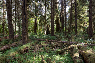 Fototapeta premium Hoh Rain Forest, located near the Olympic Peninsula in western Washington State, North America. Hall of Mosses trail, American National Park. Protected Rain Forest with Giant Trees