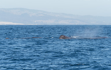 Fototapeta premium Sperm Whales in The Straits of Gibraltar