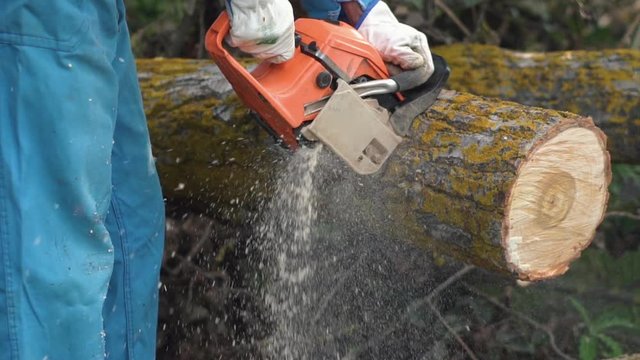 Lumberjack logger worker in protective gear cutting firewood timber tree in forest with chainsaw .