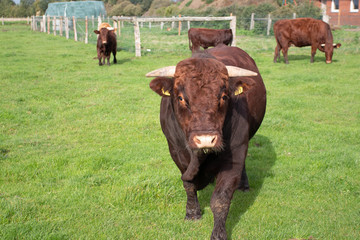 cow in field