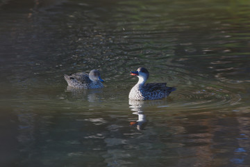 A grey Teal o  the Moore River at Regans Ford, Western Australia