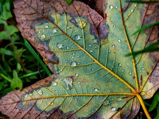Drops on the colorful leaf during autumn season
