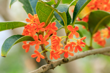 Red osmanthus blossoms on osmanthus tree