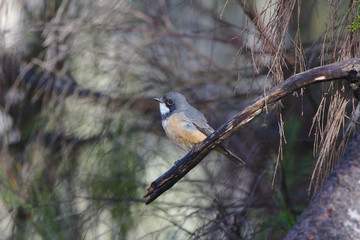 A Rufous Whistler on the Moore River, Western Australia