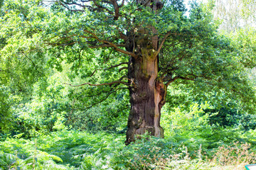 Green trees in Sherwood Forest. Sunlit forest glades of birdsong and peace. The ancient ‘Robin...