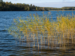 Schilf am Ufer / Schärengarten