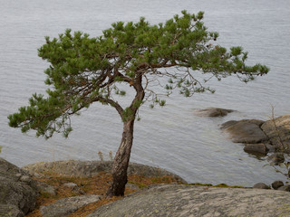 Baum auf dem Uferfelsen / Schären