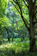 Green trees in Sherwood Forest. Sunlit forest glades of birdsong and peace. The ancient ‘Robin Hood’ woodland of oak and birch trees. 