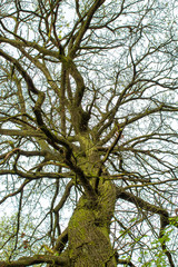Green trees in Sherwood Forest. Sunlit forest glades of birdsong and peace. The ancient ‘Robin Hood’ woodland of oak and birch trees. 