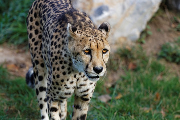 Vieux guépard en gros plan