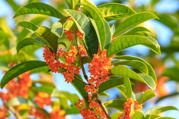 Red osmanthus blossoms on osmanthus tree in autumn