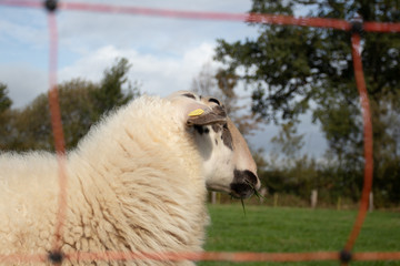 schaf