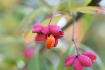 Herbstfarben