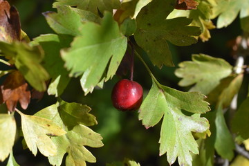 Herbstfarben