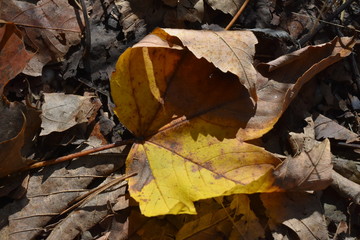 Herbstfarben