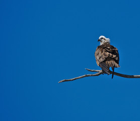 An osprey overlooking the Harvey Estuary in the south west of Western Australia