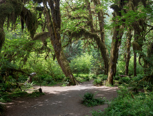 Fototapeta premium Hoh Rain Forest, located near the Olympic Peninsula in western Washington State, North America. Hall of Mosses trail, American National Park. Protected Rain Forest with Giant Trees