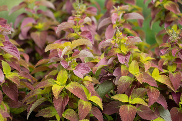 Coleus plant (also known as Painted Nettle) - close up