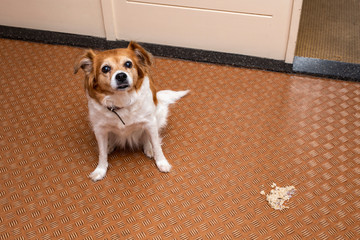 Dog vomit in the living room on the floor, sick dog vomitted to cure itself