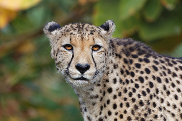 Vieux guépard en gros plan