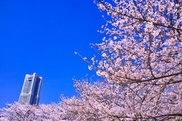 横浜市みなとみらい地区、高層ビルと満開の桜