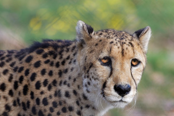 Vieux guépard en gros plan