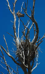 An osprey with its nest overlooking the Harvey Estuary in the south west of Western Australia