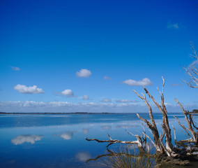 Harvey Estuary on a still day reflecting the clouds and driftwood, south of Mandurah, Western Australia