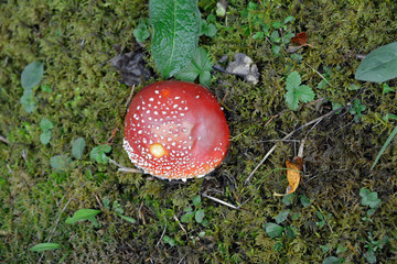 fliegenpilz am wegrand