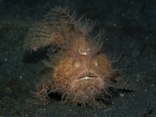 A hairy frogfish on the sandy sea floor at night