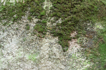 Moss on old wall