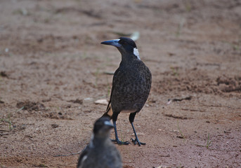 Magpie on red dirt, Western Australia