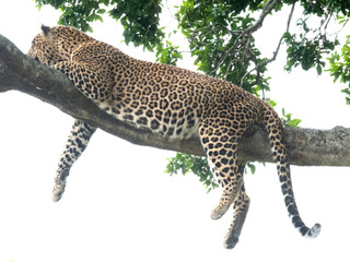 leopard on a branch