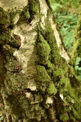 moss on tree