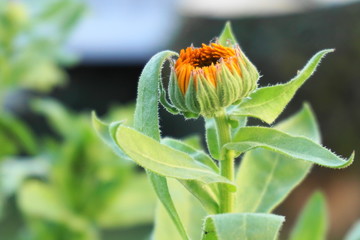 Ringelblume, Dotterblume, Goldblume, Regenblume, Garten-Ringelblume, Calendula, Dotterblume, Calandula officinalis
