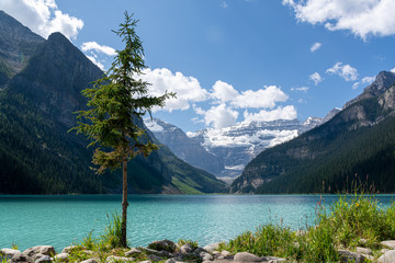 A tree in front of Lake Louise, Canada