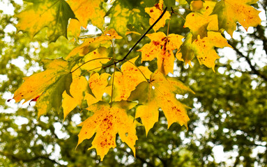 maple leaves in autumn