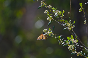 A Monarch butterfly in the south west of Western Australia